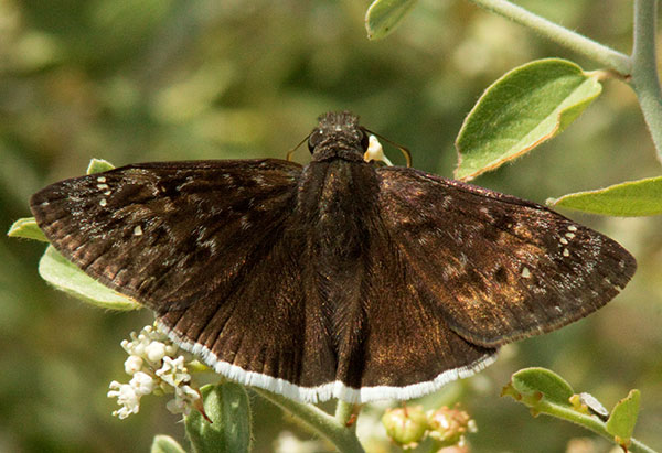 Mournful Duskwing Tristis Duskywing Erynnis tristis tatius  Hesperiidae subfamily pyrginae Butterfly