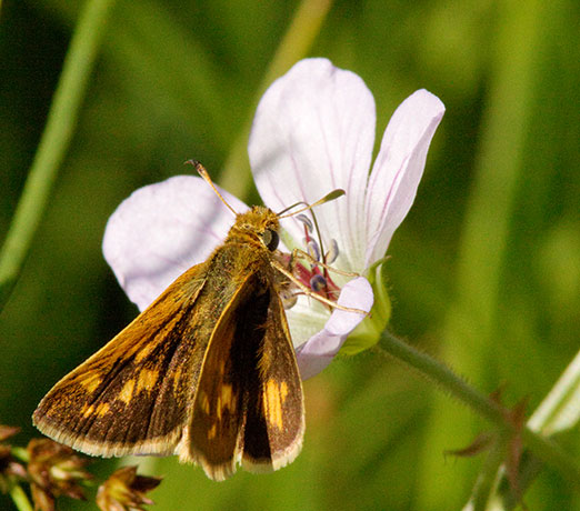 Peck's Skipper Polites peckius