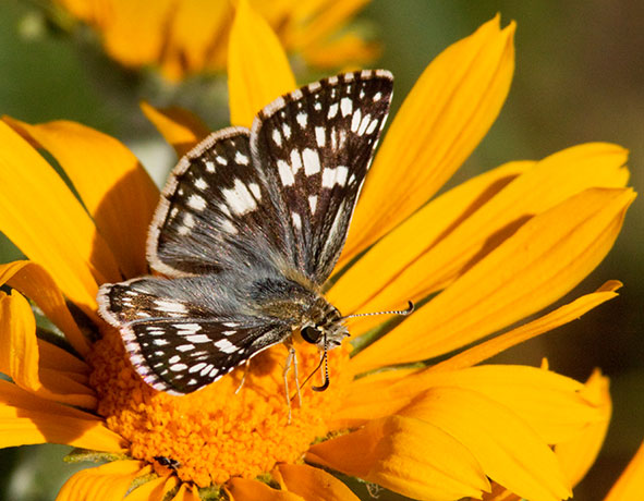 Checkered Skipper Pyrgus Butterfly Checkered Skipper Pyrgus
