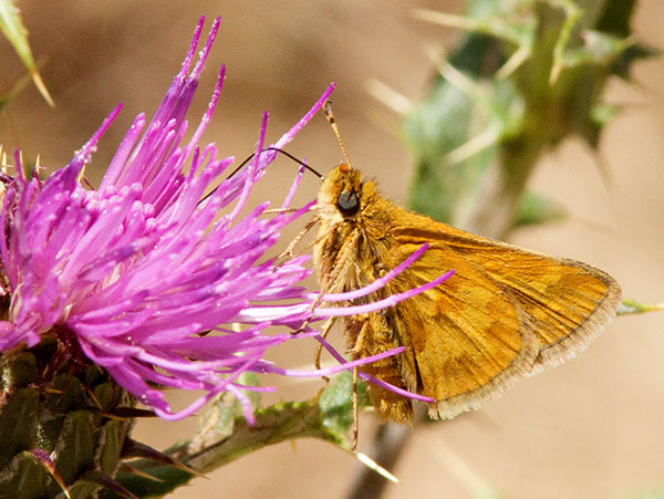 Peck's Skipper Polites peckius