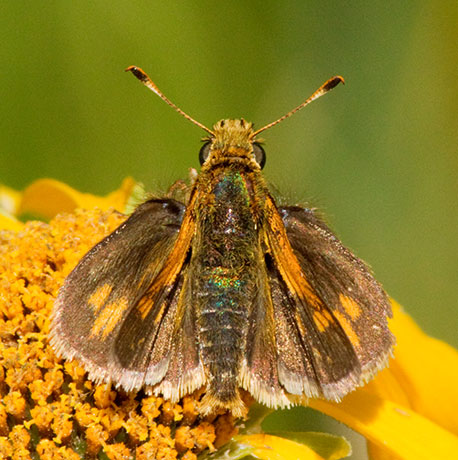 Peck's Skipper Polites peckius