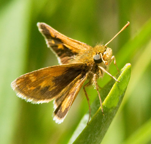 Peck's Skipper Polites peckius