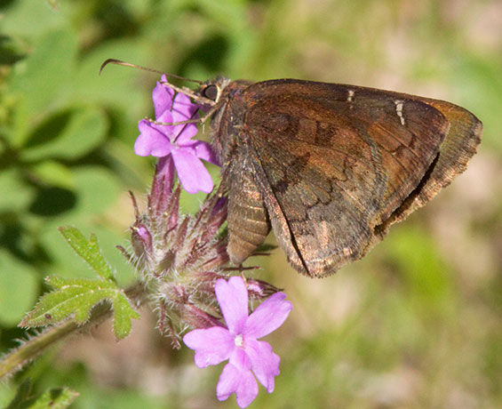 Northern cloudywing Thorybes pylades Butterfly 