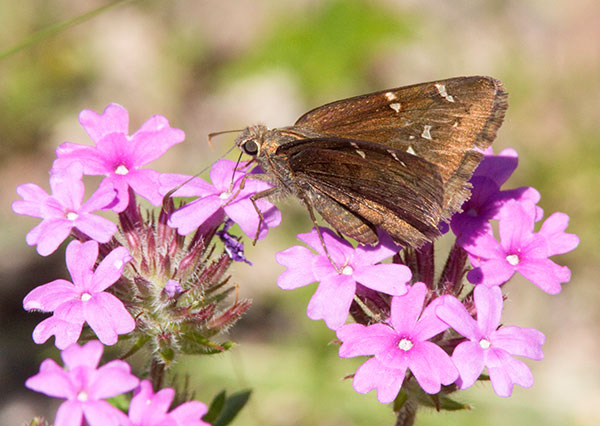 Northern cloudywing Thorybes pylades Butterfly 