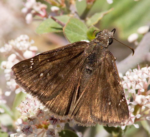 Duskywing family Hesperiidae subfamily pyrginae Butterfly