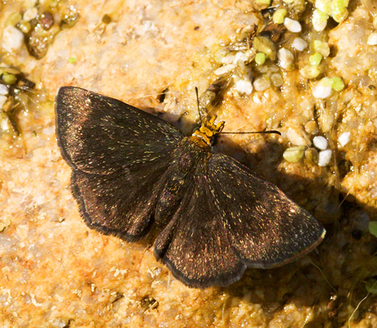 Golden-headed Scallopwing Staphylus ceos Butterfly 