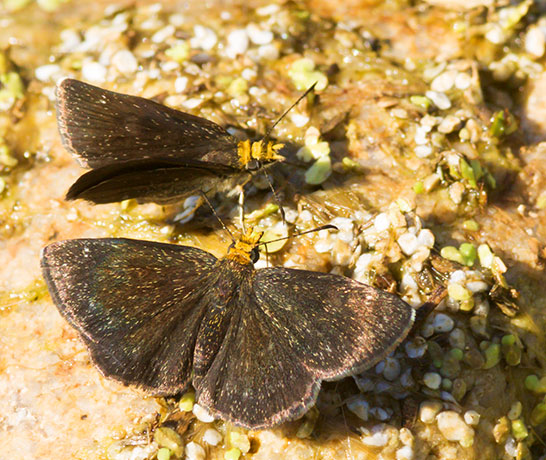 Golden-headed Scallopwing Staphylus ceos Butterfly 