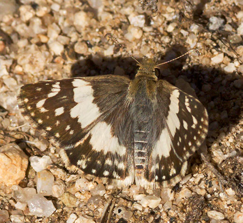 Erichson's White-Skipper Heliopetes domicella