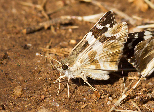 Erichson's White-Skipper Heliopetes domicella