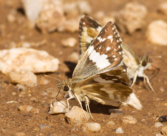 Erichson's White-Skipper Heliopetes domicella