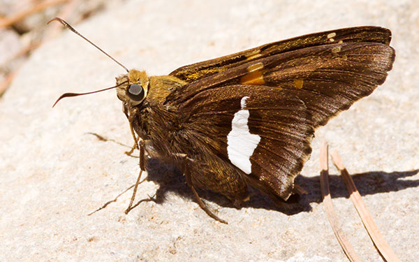Silver-spotted Skipper Epargyreus clarus Butterfly