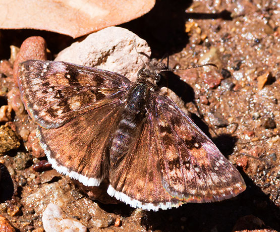 Pacuvius Duskwing Erynnis pacuvius Butterfly