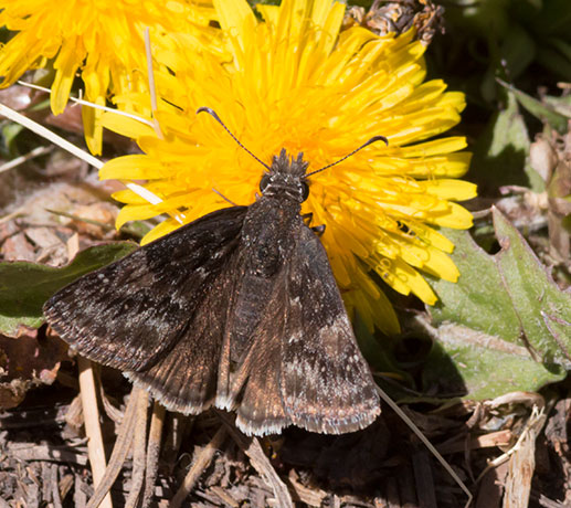 Funereal Duskywing Erynnis funeralis Butterfly