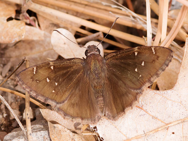 Northern cloudywing Thorybes pylades Butterfly 