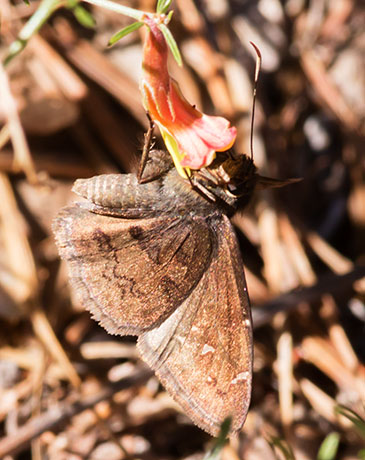 Northern cloudywing Thorybes pylades Butterfly 
