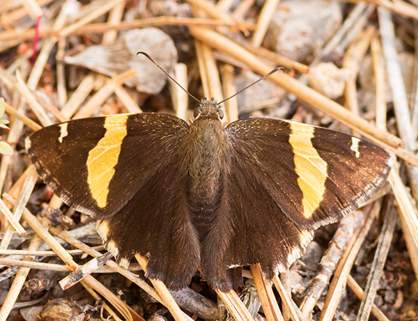 Golden Banded Skipper Autochton cellus Butterfly