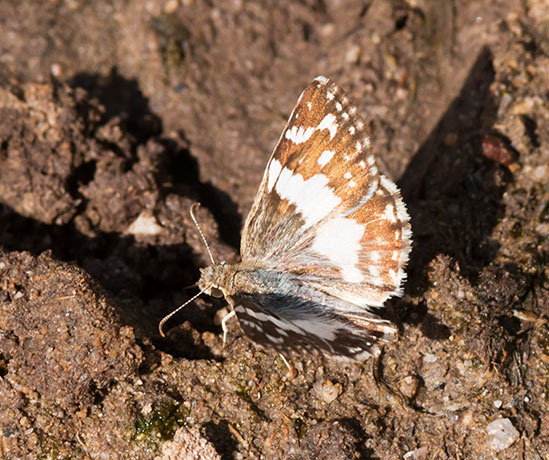 Erichson's White-Skipper Heliopetes domicella