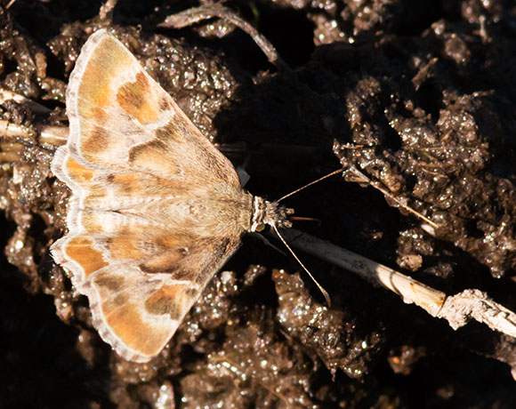 Arizona Powdered-Skipper Systasea zampa Butterfly
