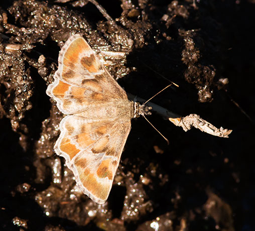 Arizona Powdered-Skipper Systasea zampa Butterfly