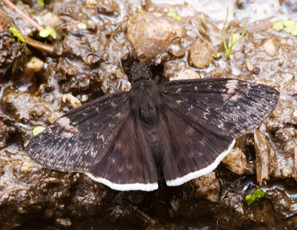 Funereal Duskywing Erynnis funeralis Butterfly