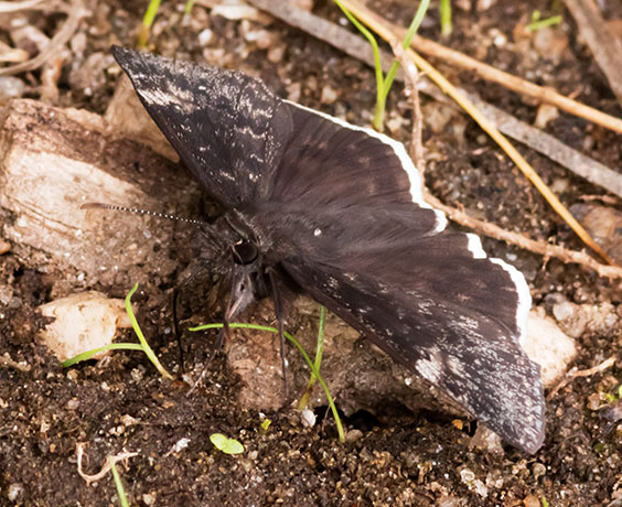 Funereal Duskywing Erynnis funeralis Butterfly