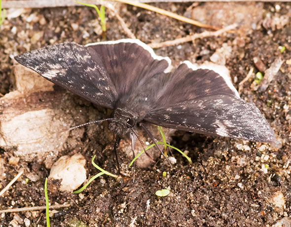 Funereal Duskywing Erynnis funeralis Butterfly