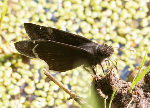 Funereal Duskywing Erynnis funeralis Butterfly
