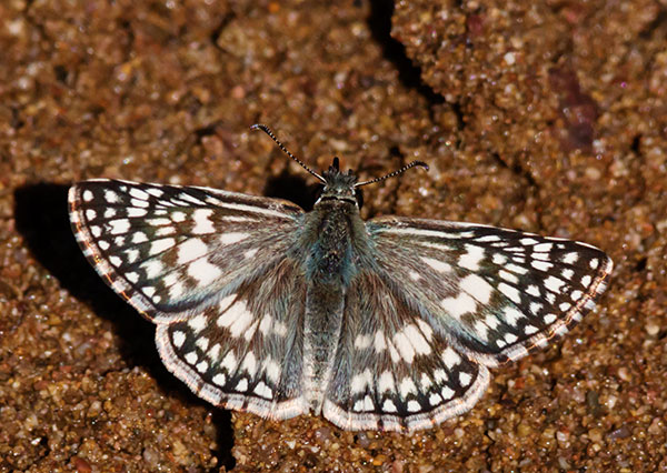 Desert Checkered-Skipper Pyrgus philetas