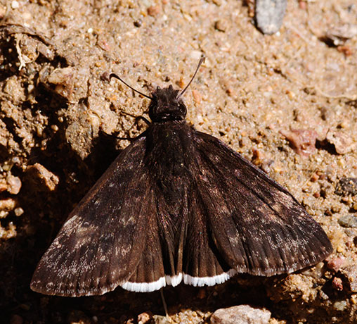 Funereal Duskywing Erynnis funeralis Butterfly