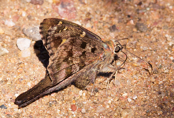 Dorantes Longtail Urbanus dorantes