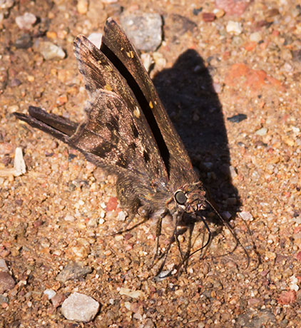 Dorantes Longtail Urbanus dorantes