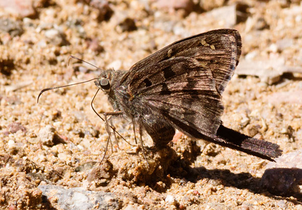 Dorantes Longtail Urbanus dorantes