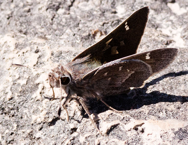 White-barred Skipper Atrytonopsis pittacus