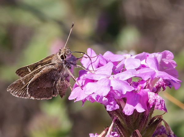 White-barred Skipper Atrytonopsis pittacus