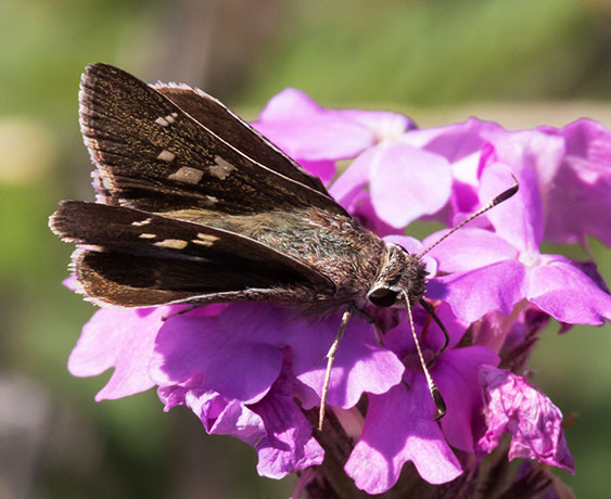 White-barred Skipper Atrytonopsis pittacus