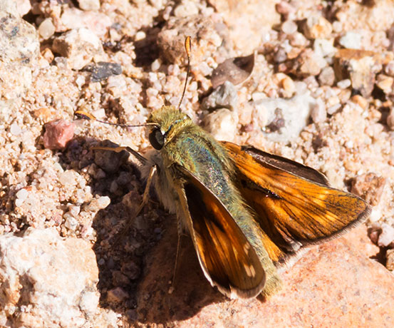 Pahaska Skipper Hesperia pahaska 