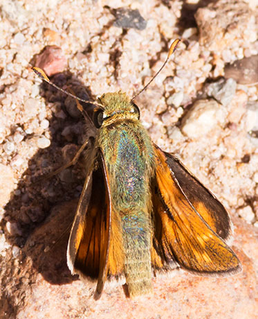 Pahaska Skipper Hesperia pahaska 