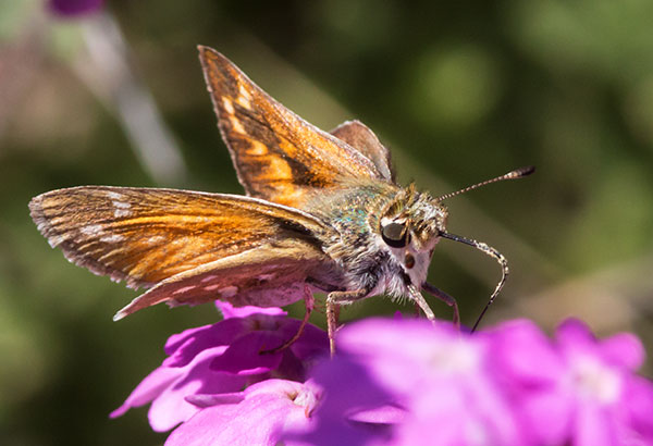Pahaska Skipper Hesperia pahaska 