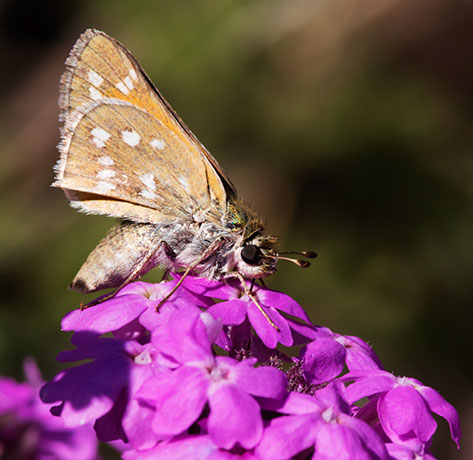 Pahaska Skipper Hesperia pahaska 