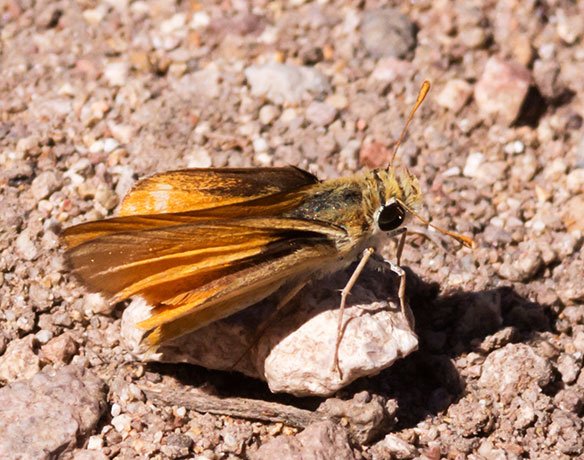 Orange Skipperling Copaeodes aurantiacus