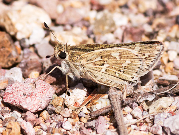 Carus Skipper Polites Carus  Butterfly