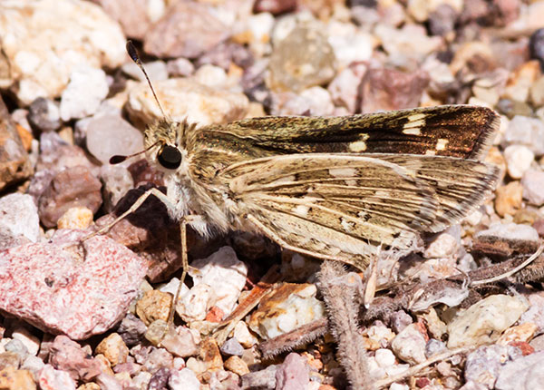 Carus Skipper Polites Carus  Butterfly