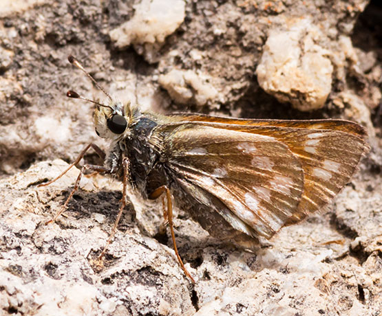 Pahaska Skipper Hesperia pahaska 