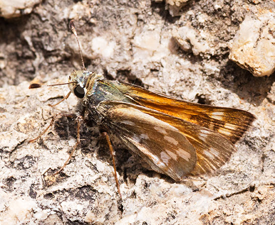 Pahaska Skipper Hesperia pahaska 