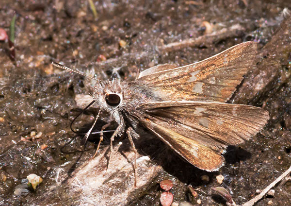 White-barred Skipper Atrytonopsis pittacus