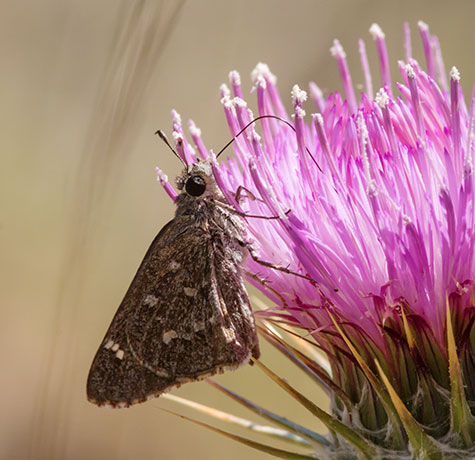 Sheep Skipper Atrytonopsis edwardsi
