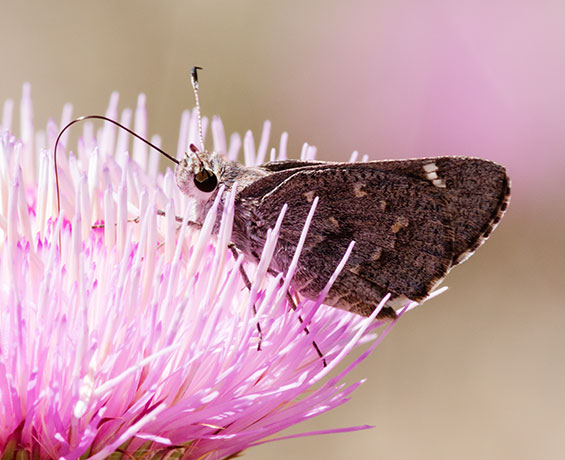 Sheep Skipper Atrytonopsis edwardsi