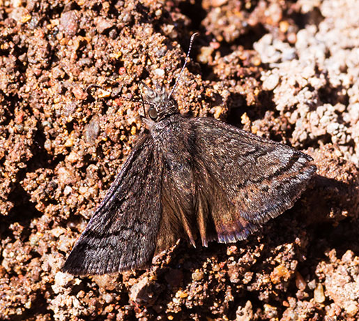 Sleepy Duskwing Erynnis brizo Butterfly