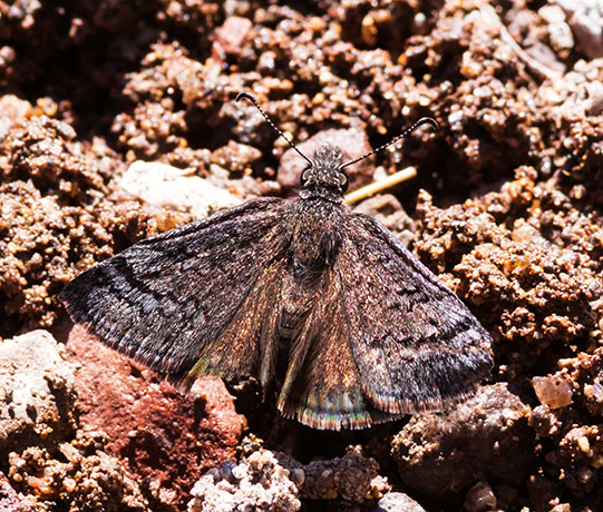 Sleepy Duskwing Erynnis brizo Butterfly