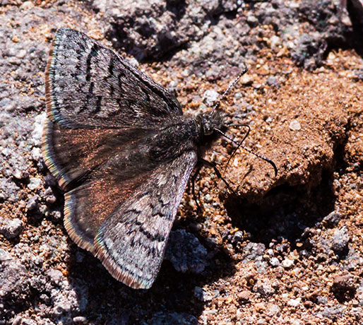 Sleepy Duskwing Erynnis brizo Butterfly